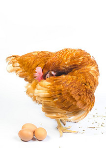 全身棕色的母鸡站在孤立的白色背景下，用于农场动物和牲畜的主题