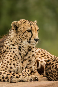 风景猫摄影照片_美丽的近摄肖像猎豹Acinonyx Jubatus在颜色。令人惊叹的亲密肖像猎豹Acinonyx Jubatus在五颜六色的风景