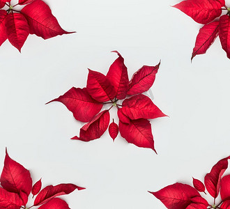 设置样式摄影照片_圣诞节一品红花样式在白色背景，顶视图，平铺设