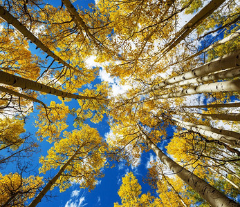 五颜六色的阳光明媚的森林场景在秋天的季节与黄色的树在晴朗的日子。
