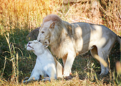 男性和女性家庭白色狮子躺在草地野生狮子夫妇动物的国王放松