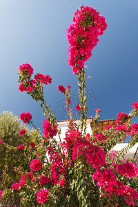 美丽的红粉红色花开在灌木枝反对明确的蓝天。红粉红色的花开花在灌木丛