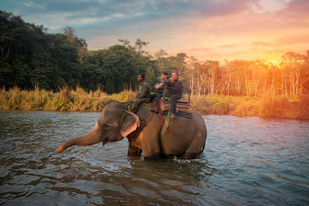 印度大象摄影照片_奇特旺的大象。在尼泊尔的丛林中。奇特旺的大象