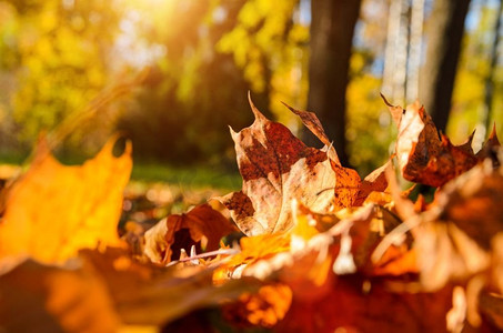 枫树林背景摄影照片_秋天森林里的落叶。阳光明媚的秋林落叶