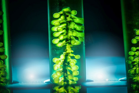 发展创新摄影照片_实验室生物燃料研究过程，可再生能源实验室中的微藻光生物反应器替代能源创新