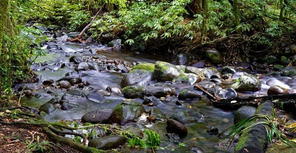 河流穿过森林。河流穿过森林在Mt Pirongia，怀卡托，新西兰