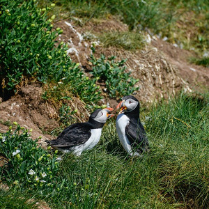 美丽的大西洋海雀或Comon海雀Fratercula Arctica在诺森伯兰英格兰在明亮的春日