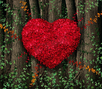 情人节红叶藤本植物生长在一片天然的大树森林中，形状为心形，象征着爱情和浪漫的幸福庆祝。