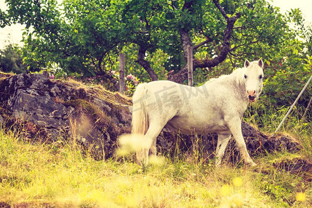德牧摄影照片_草地上的马。宁静的乡村场景..牧场上的马。
