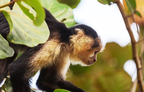 中美洲摄影照片_中美洲哥斯达黎加的白脸卷尾猴森林