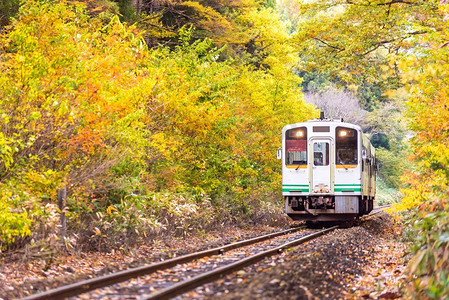 日本福岛，秋天的树叶上挂着白色的火车通勤者