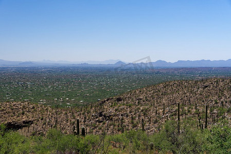 亚利桑那州图森市的视图从莱蒙山风景大道与saguaro仙人掌在前景