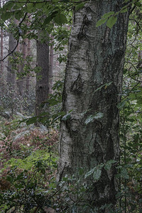 大气森林摄影照片_秋日喜怒无常与大气森林景观形象
