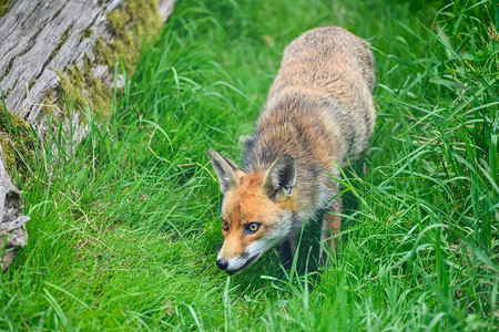 棉尾兔和赤狐摄影照片_赤狐vulpes vulpes美丽的图象在郁郁葱葱的夏天乡村风景