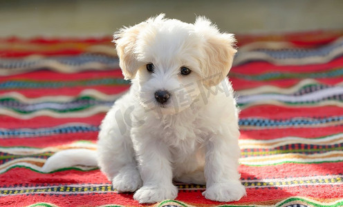 坐在红地毯上的白色小狗马耳他狗
