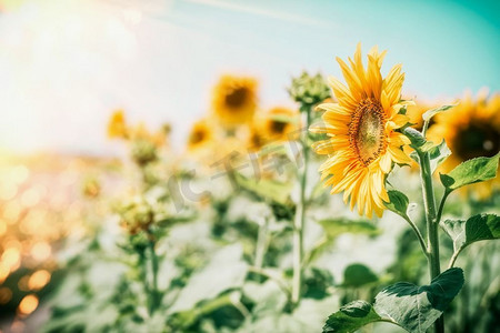 开花效果摄影照片_在天空背景的美丽的向日葵与太阳光，夏天户外自然