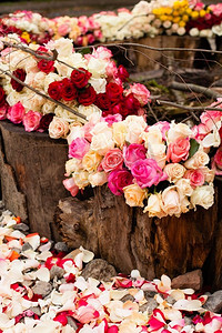 米色和桃红色玫瑰背景，婚礼设计的样式.图案玫瑰背景