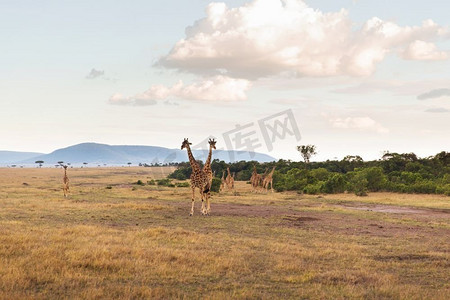 动物、自然和野生动物概念-长颈鹿组在马赛马拉国家保留区稀树草原在非洲。非洲大草原上的一群长颈鹿