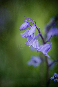 多彩活力摄影照片_美丽的宏观近摄花Hacinthoides西班牙风信子画象在自然森林风景
