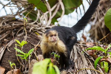卷尾摄影照片_中美洲哥斯达黎加的白脸卷尾猴森林