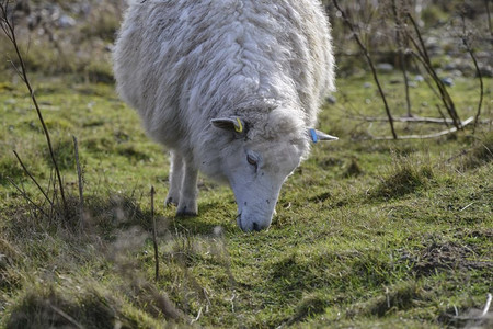 农场冬天摄影照片_冬天的田野里，绵羊在长草上吃草