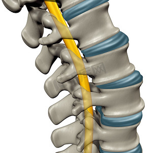 一线天标志粗体摄影照片_以脊髓解剖概念为医学标志，以人体中枢神经系统和脊柱为3D插图。