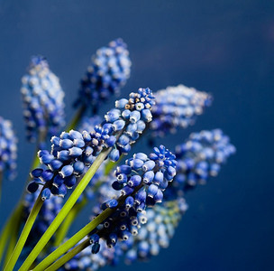 蓝色背景上美丽的麝香花朵。奇妙的麝香花朵