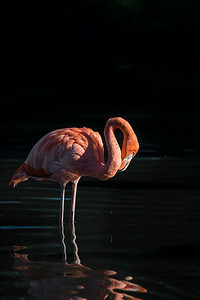凤凰龙摄影照片_映照在湖面上的加勒比海火烈鸟美丽形象