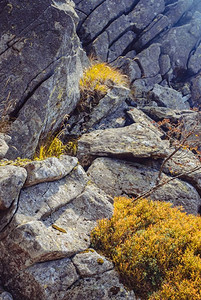绿色背景质感摄影照片_喀尔巴西亚山脉中长有植物的岩石。大自然的质感，对生活的渴望。岩石和植物
