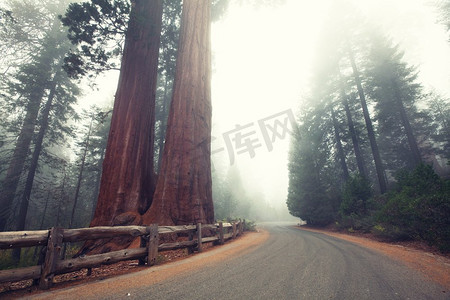 加利福尼亚州内华达山脉的红杉树