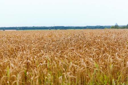 自然、收获和农业概念-有成熟黑麦或小麦的小穗的谷类领域。有成熟的黑麦或小麦的小穗的谷类田地