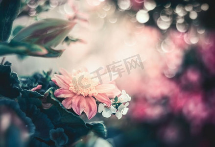 美丽的艺术框架摄影照片_美丽的花卉背景与散景，框架