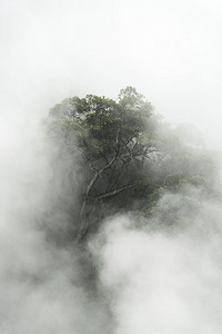 日本，早晨有雾的热带森林