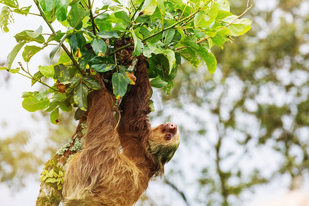中美洲哥斯达黎加树上的树懒