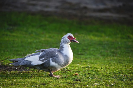 早上遛鸟摄影照片_番鸭走在草地上的肖像