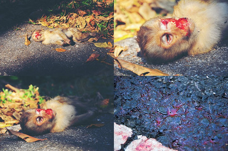 野生猴子死在自然界的路上