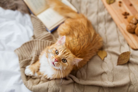 在家休息摄影照片_宠物，卫生，家畜概念--秋天，红色的猫猫躺在家里的毯子上。秋天，躺在家里毛毯上的红猫