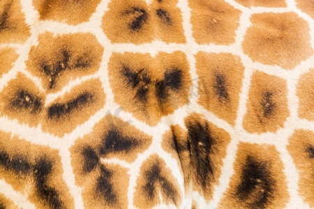 动物、自然和野生动物概念-特写镜头长颈鹿皮肤样式。近摄长颈鹿皮肤模式