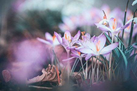 特写春番红花，户外春日自然