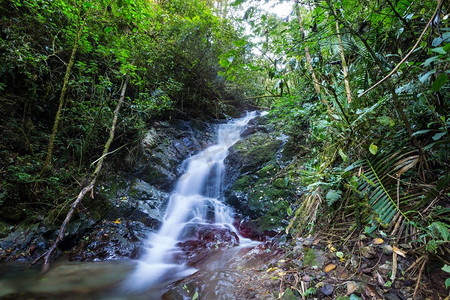 林木摄影照片_热带雨林里流淌着美丽的溪水。哥斯达黎加、中美洲