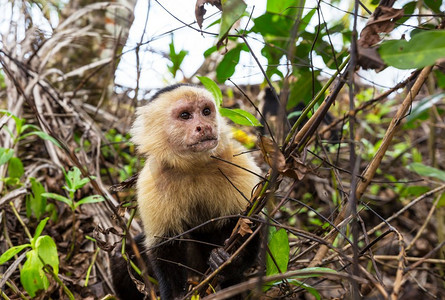 中美洲摄影照片_中美洲哥斯达黎加的白脸卷尾猴森林