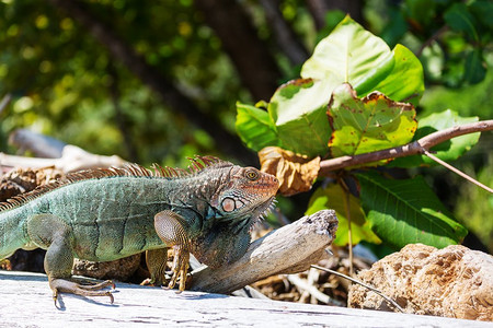 哥斯达黎加的野生绿鬣蜥