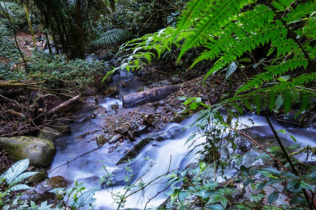 美丽的溪水在雨林中向下流动。哥斯达黎加，中美洲