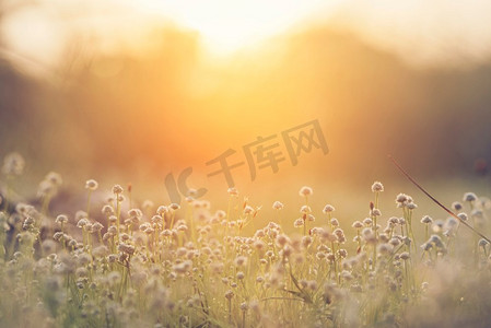 自然界摄影照片_美丽的自然风景画它由鲜花、草、阳光和朝阳组成，用作背景或墙纸。