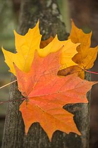 美丽的浅景深森林中生机勃勃的秋叶宏观图像