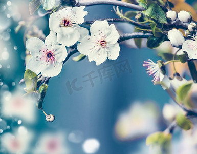 春天的自然背景和特写的樱花在蓝色的背景上，框架。春日户外自然概念