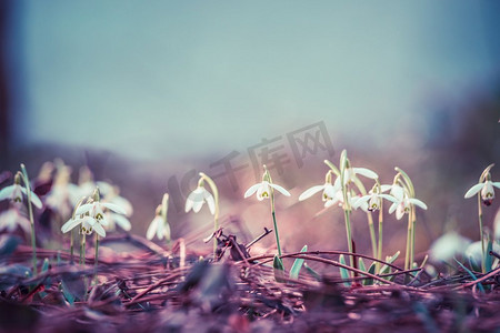 花卉文字摄影照片_粉色第一枝花雪花，室外自然背景，正视，文字位置