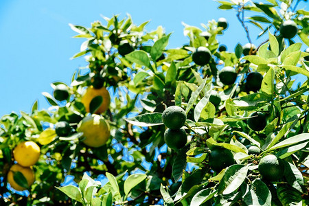 背景橙摄影照片_橙树上的绿色和成熟的橙子