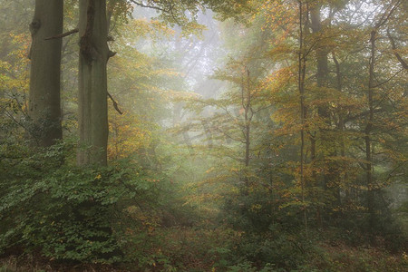 令人惊叹的充满活力的秋日雾蒙蒙的森林景观