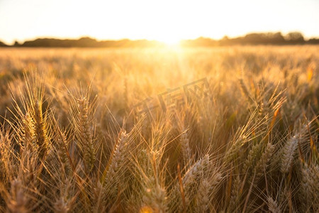 在日落或日出时在农场种植大麦的金色田地
